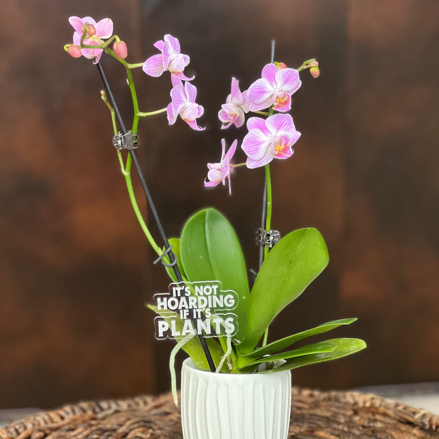 Pun-derful Plant Stakes (Bundle 3)