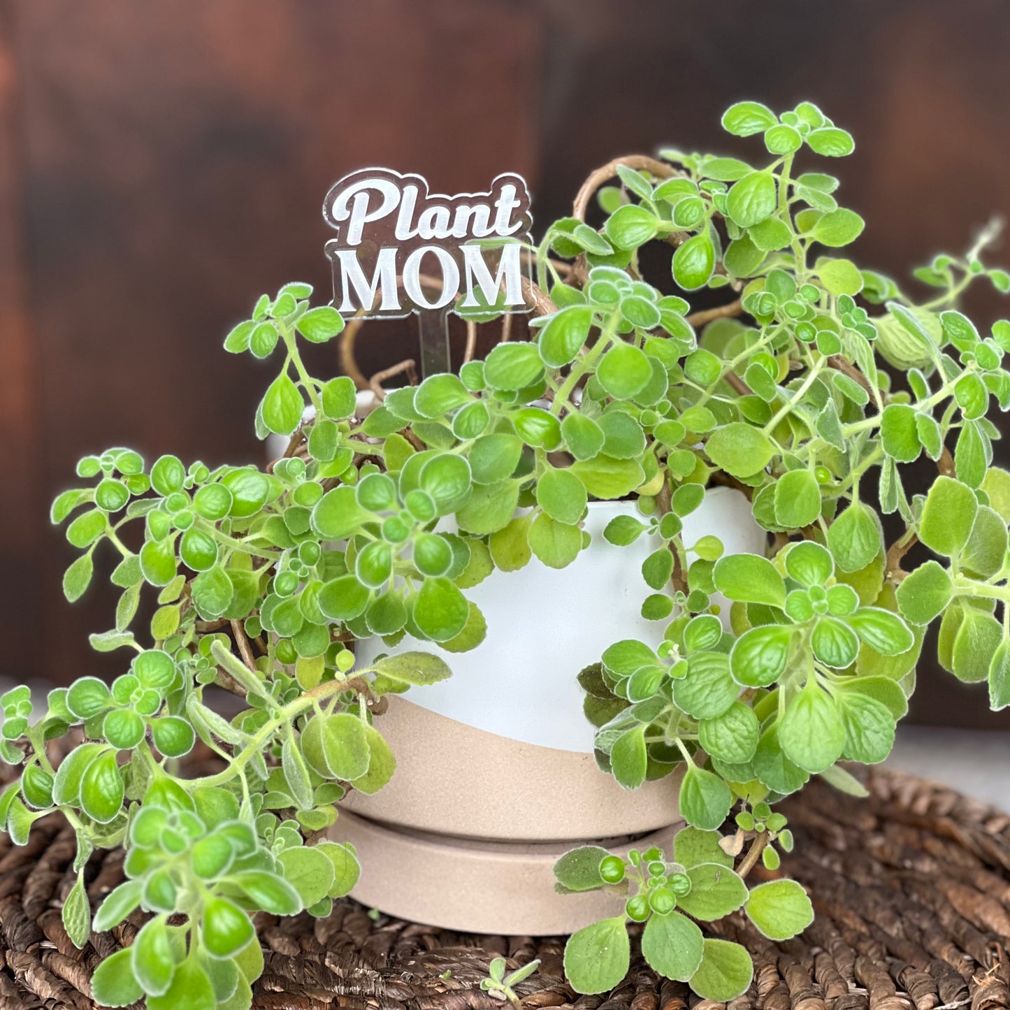 Pun-derful Plant Stakes (Bundle 3)