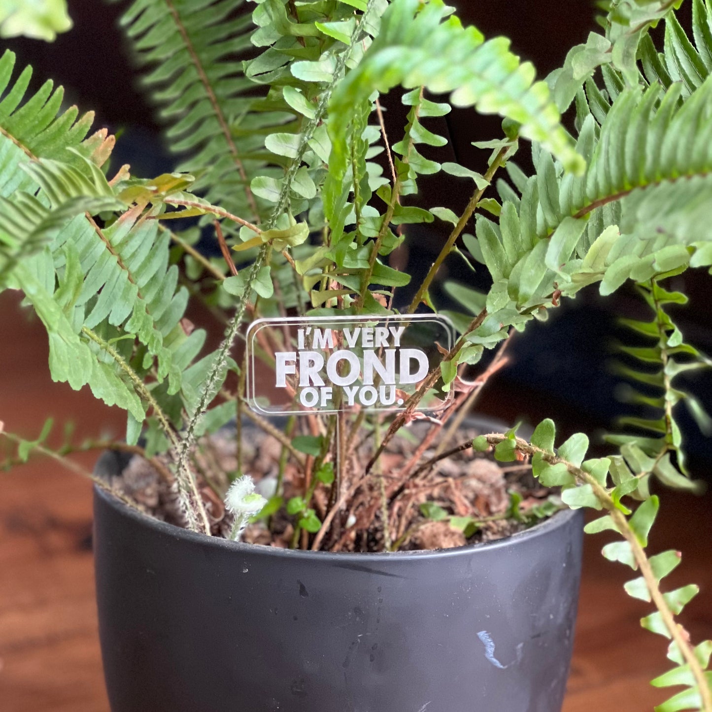 Pun-derful Plant Stakes (Bundle 2)