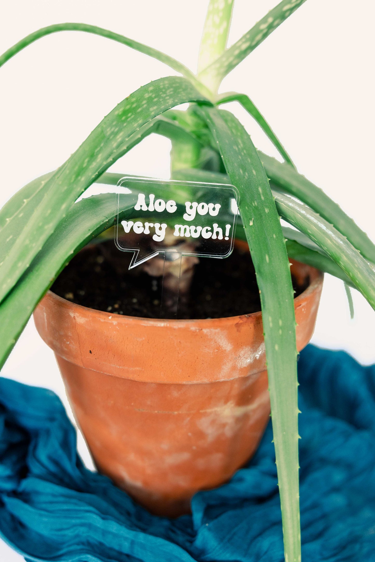 Aloe Plant Stake