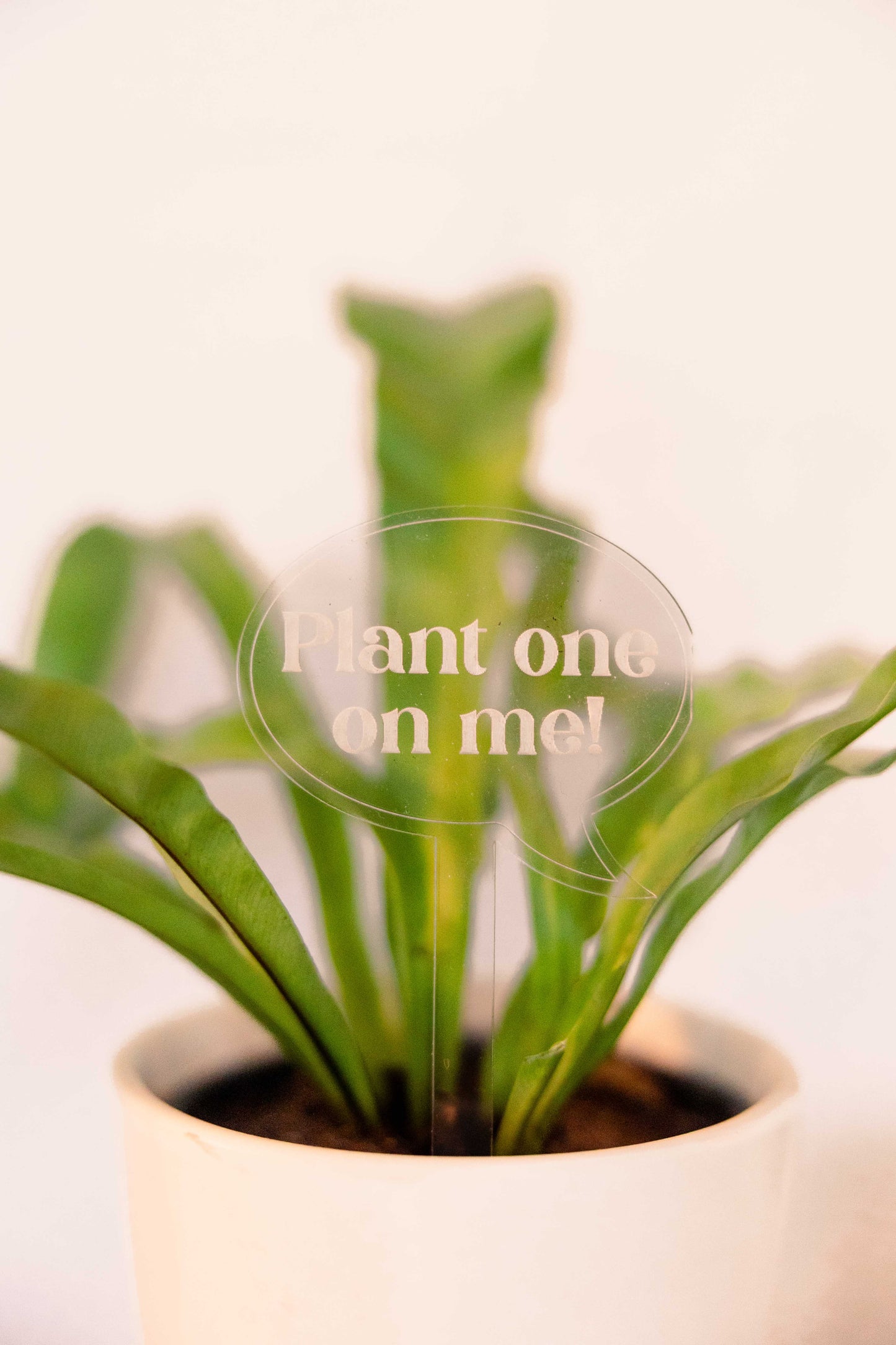 Plant One On Me! Plant Stake